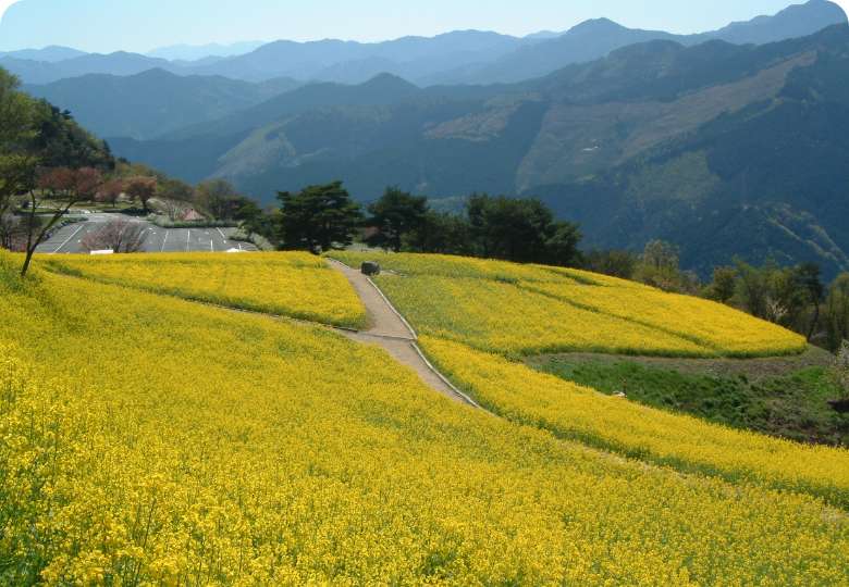 四国中央市 翠波高原